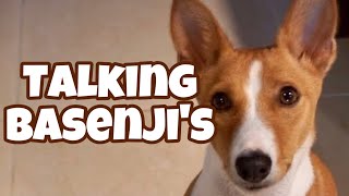 Talking Basenjis [upl. by Nnylimaj]