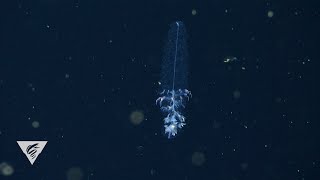 The siphonophore Forskalia formosa A spinning deepsea Christmas tree [upl. by Ho]