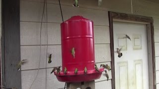 DIY 5 Gallon Hummingbird Feeder [upl. by Arykat869]