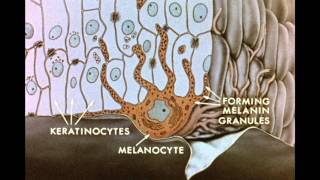 7 Pigment Transfer in Skin Cells [upl. by Farris]