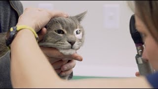 Veterinarian  What I do amp how much I make  Part 1  Khan Academy [upl. by Suoivatnom]