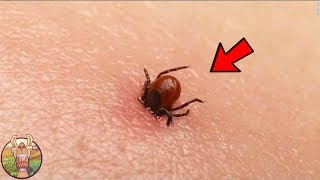 LES 10 INSECTES LES PLUS DANGEREUX DU MONDE  Lama Faché [upl. by Silin]