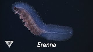 Weird and Wonderful The fisheating siphonophore Erenna [upl. by Vahe646]