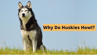 Five Causes of Husky Howling  The Secret Language of Huskies [upl. by Enilecram]