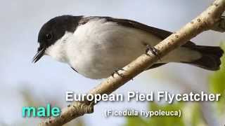 Pied Flycatcher  European Pied Flycatcher Bird Call and Pictures for Teaching BIRDSONG [upl. by Patrizia537]