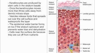 Keratinocytes [upl. by Gnaig807]