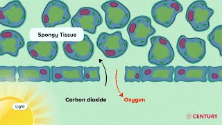 Gas Exchange in Plants  Biology  Secondary [upl. by Benge]