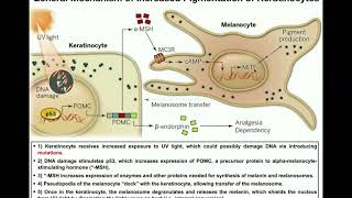 How do Melanocytes Make Melanin Melanogenesis Mechanism [upl. by Rego]