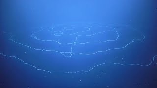 Stunning 47mlong siphonophore discovered off Australian coast [upl. by Fernandina]