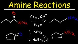 Amine Synthesis Reactions [upl. by Honniball]