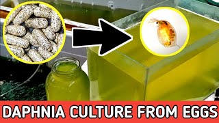 HOW TO HATCH DAPHNIA EGGS  HOW TO CULTURE DAPHNIA [upl. by Assillam]