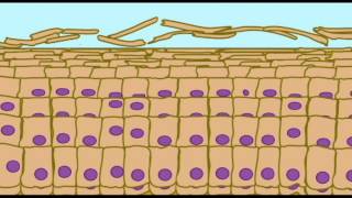 AP1 SKIN KERATINIZATION IN EPIDERMIS [upl. by Flower826]