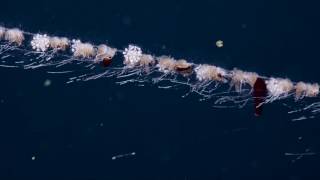 UpClose With a Siphonophore a Colonial Organism  Nautilus Live [upl. by Bugbee498]