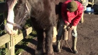 DIY Horse Care – How To Trim Hooves Properly With A Rasp [upl. by Diantha]