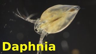 Daphnia [upl. by Davin234]