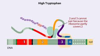 Trp operon Animation [upl. by Allebara435]