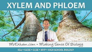 Transport in plants  Xylem and Phloem  GCSE Biology 91 [upl. by Nevs413]