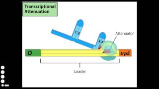 Transcriptional Attenuation [upl. by Loris]