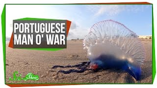 Portuguese Man o War An Organism Made of Organisms [upl. by Risley]