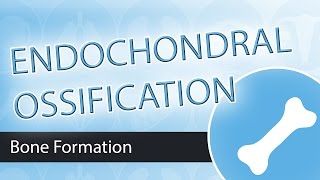 Endochondral Ossification [upl. by Bethesda]