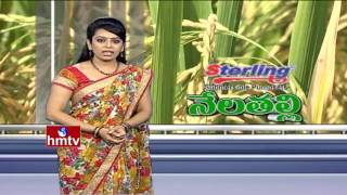 Success Story Of RNR 15048 New Rice Variety Farming  Telangana Sona Rice  Nela Talli  HMTV [upl. by Vookles]