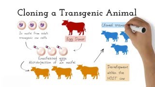 Transgenic Animals [upl. by Kosse]