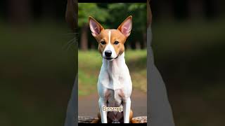 Basenji [upl. by Alcus]