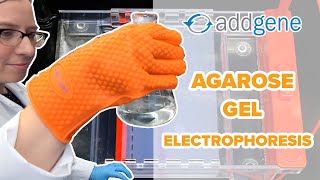 Agarose Gel Electrophoresis [upl. by Ahsaeyt]