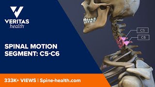 Spinal Motion Segment C5C6 [upl. by Notwal637]