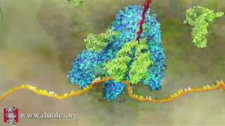 mRNA Translation Advanced [upl. by Som]