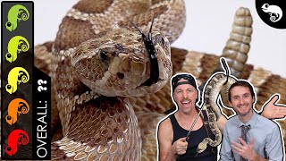 Rattlesnake The Best Pet Snake [upl. by Nevlin467]