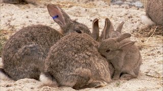 The Burrowers Animals Underground  Baby Rabbits  Wildlife Documentary  Natural History [upl. by Odnalref493]