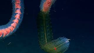 Deep sea siphonophore [upl. by Kirbie484]