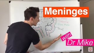 Meninges [upl. by Hastings]