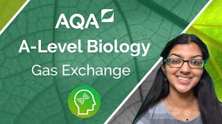 AQA A Level Biology Gas Exchange [upl. by Aundrea]