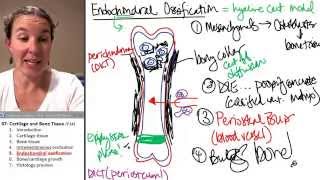 Bone  Cartilage 5 Endochondral Ossification [upl. by Aholla959]