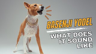 Basenji Yodel  Sound amp Explanation [upl. by Arim]