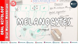 Melanocytes  Nonkeratinocytes  OMM  Dr Paridhi Agrawal [upl. by Frederic787]