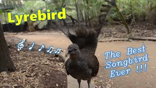 Lyrebird The Best Songbird Ever [upl. by Cinimmod]