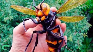 LES 5 INSECTES LES PLUS DANGEREUX DU MONDE [upl. by Blossom]