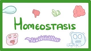 GCSE Biology  Homeostasis 54 [upl. by Reggi]