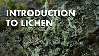 An Introduction to Lichen [upl. by Anitsahs]