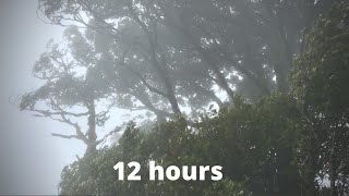 WIND SOUNDS for 12 Hours Sound of Wind for Relaxing Sleep Study Windy Sound [upl. by Ralf]