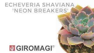 Echeveria shaviana Neon Breakers [upl. by Ecertal]