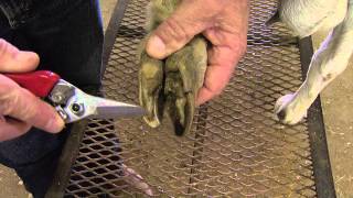 How to Trim Goat Hooves [upl. by Ahsoet956]