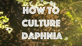 How To Culture Daphnia Magna [upl. by Hsaniva937]