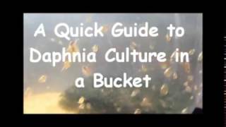 How to culture daphnia outside [upl. by Ennairek695]