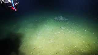 Giant Siphonophore Sighting  Nautilus Live [upl. by Eniloj872]