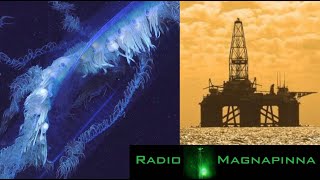 Giant Siphonophore Discovered Gulf of Mexico Pollution  Radio Magnapinna [upl. by Neerom648]