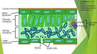 Gas exchange in Plants for IGCSE Biology [upl. by Yenttihw]